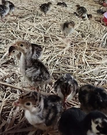 Hinduşka cücələri, Damazlıq, Ödənişli çatdırılma