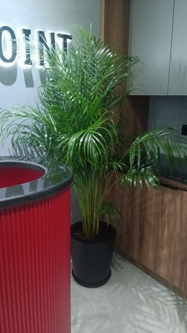 саженцы малины тарус: Qazon landşaft #qazon #torf #torf250litrlik Ekolayf #ekolayf balaken — 11