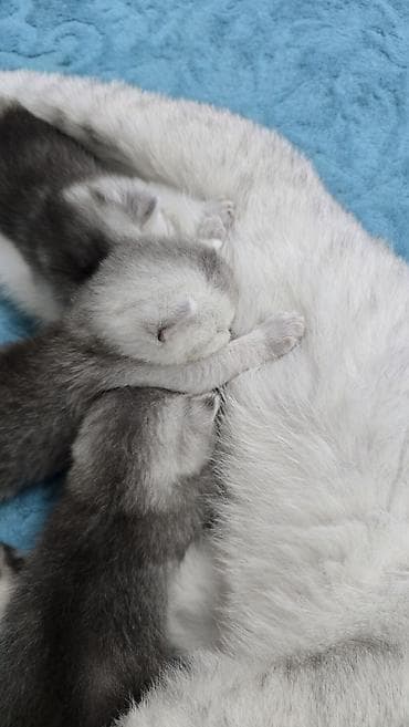 anqora pişiklər: Qızıl şinşilla, Ünvandan götürmə — 7