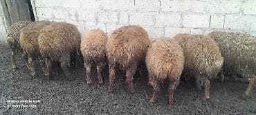Qoyunlar – ət və yun istiqaməti - Şəkillərdə qrup halında saxlanılan