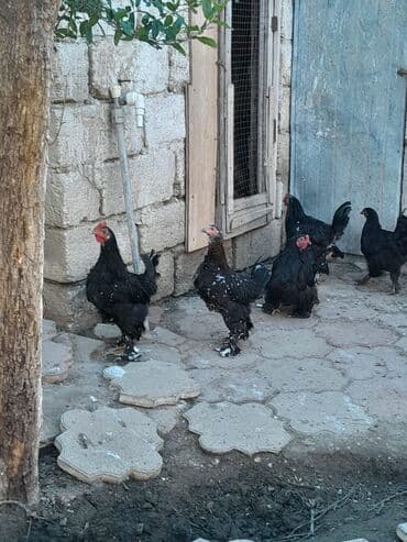 xarkov sortu toyuq: Toyuq, Brama, Damazlıq — 2