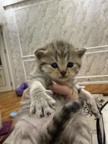 qara pitbull: Tabbi, Dişi, Erkək, Yaxşı əllərə — 6