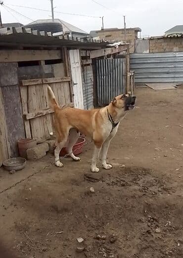 xaski itleri qiymeti: Kanqal, 3 il, Dişi, Peyvəndli, Ünvandan götürmə — 2