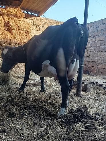 Şves cins inek erkek balası ile birlikde satılır 3cü qarına doğub 10