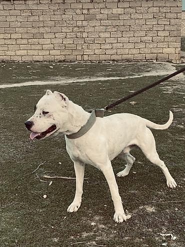 golden retriver it: Doq, 1 ay, Erkek, Peyvəndli, Ünvandan götürmə, Ödənişli çatdırılma — 1