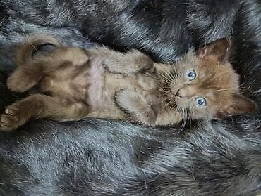 heyvan əşyaları: Şotland — 8