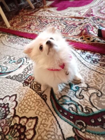 mehriban unun qiymeti: Шпиц, 3 месяца, Самка, С прививками, Платная доставка — 2