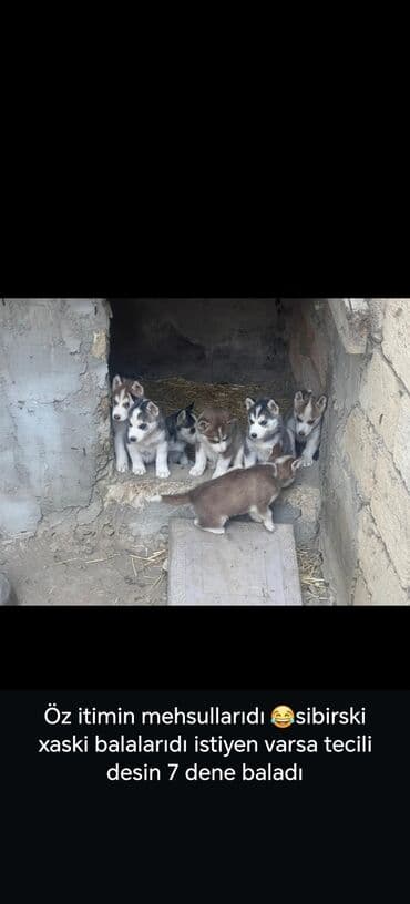 itler xaski: Xaski, 2 ay — 1