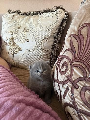 balaca itlər: Britan — 7