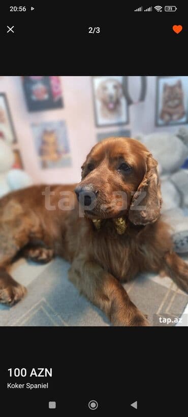 pitbul itleri: İrland Setter cinsi itlər koker spangel erkək bir yaş barterdə var — 10