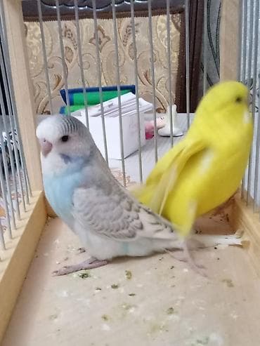 Quşlar: Tecili qefes ve quslar satlllr.2 cex bala bir yerden 15 manat =30 — 2