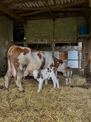 Satilir 2 ci balasidi balalari əkizdi 1 disi 1 erkəkdi