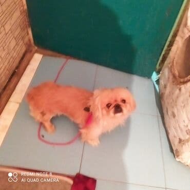 it almaq isteyirem: 11 ay, Erkek, Ödənişli çatdırılma — 5