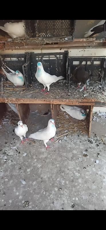 goyercin bazari: Tərgitmə quşlar 15qusdu hamsda ucuzdu qusdardi olarin balalardi kom — 6