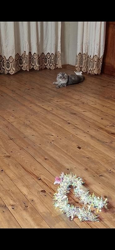 it pisik sekilleri: Şotland, Erkək, Cütləşmə üçün, Ödənişli çatdırılma — 2