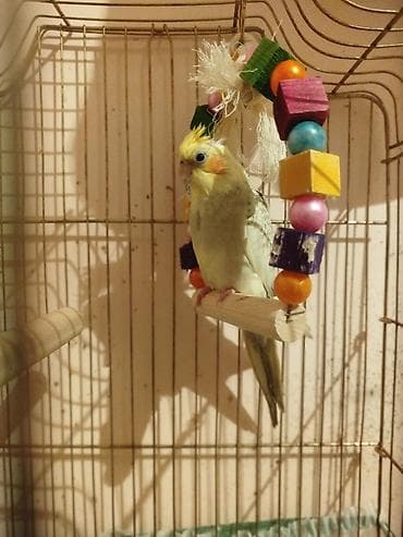 it bazari 2019: Tam Rucnoy El quwudur. 2 ay yarimlixdir . qefesi cox boyukdur ve — 3