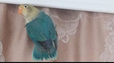 Quşlar: Salam yeni dənə düşən Fişler bala satılır 4cü şəkildə olan balalar — 2