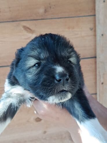 it davası: Alabay, Peyvəndli — 2