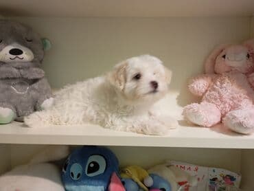 Çəngəllər: Maltipoo balaları - Cins: Maltipoo (Maltese x Poodle qarışığı) - — 4