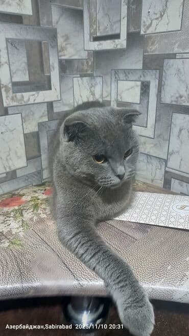 pişik dırnaq: Şotland — 5