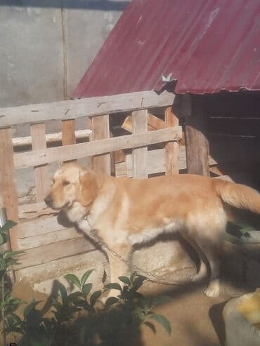 İtlər: Retriever, 7 ay — 2