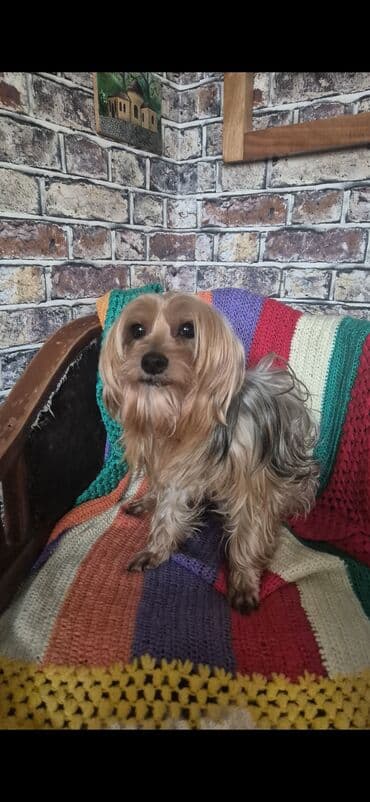 doberman itləri: Yorkşir teryer, 8 il, Erkek, Cütləşmə üçün — 2