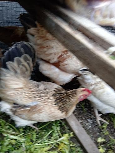 toyuq qəfəsi: Toyuq, Yumurtalıq — 7