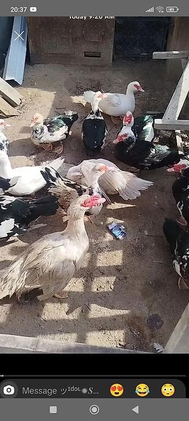 ördək lal: Muscovy ördəkləri (indo-ördəklər) – müxtəlif rənglərdə sürü - Növ — 1