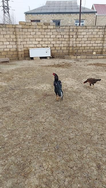 Dovşanlar: Salam temiz qan O. ŞAMO satlır sağlam heyvandılar fere hal hazrda — 4