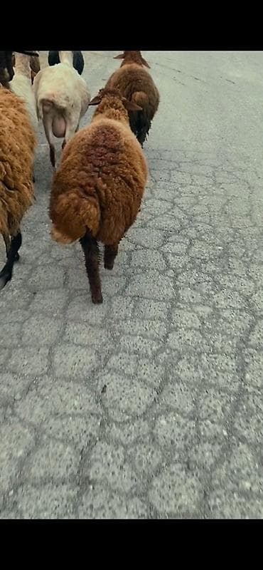 qoyun bezeyi: Erkey kök quzu 18 kilo olar unvan mehdiabad — 4