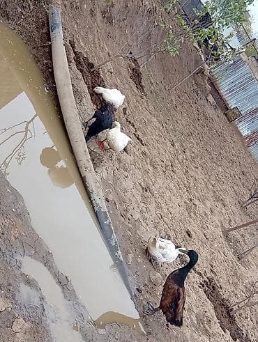 lalafo goyercin satisi: Temiz pekin ordeyleri yumrtasi 90 faiz mayalı siferis önceden veresiz — 3