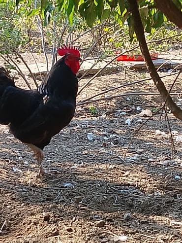 qara pitbull: Təmiz qan atralob xoruzları qara və ağ rəngi 1 ilik biri 40 azn — 2