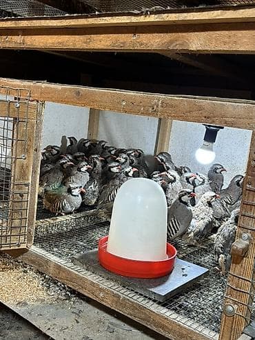 tutulma qus: YAZ ENDİRİMİ 8 aylıq yumurtlar tam sağlam kəkliklər təcili satılır — 8