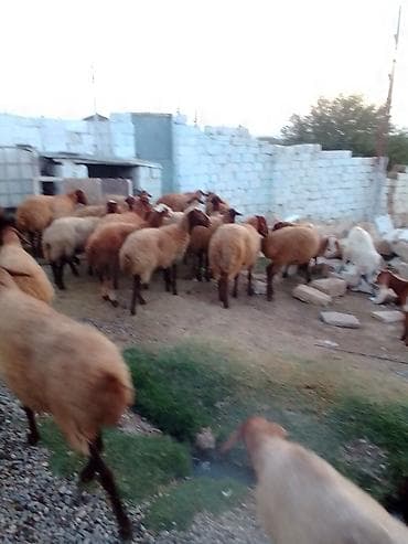 ucuz colpalar: 27 baş kom heyvan satılır istəyən olsa yazsın videosunu atım baxın — 6