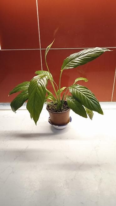 dekorativ bitkilər: Spathiphyllum (Sülh çiçəyi) – ev üçün dekorativ otaq bitkisi - Bitki — 1