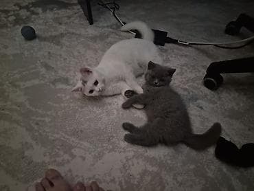 Akvariumlar: Yaxşı əllərə — 2