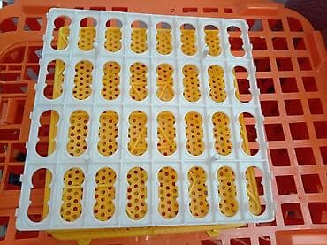 incubator satışı: Bütün növ quşlaq üçün — 5