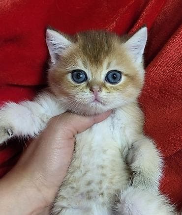 pulsuz pisiy: Şinşilla — 9