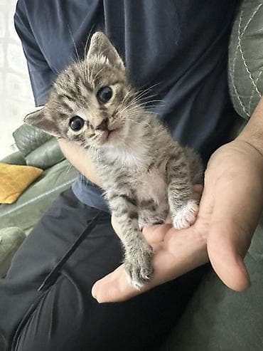 Pişiklər: Tabbi, Yaxşı əllərə — 2