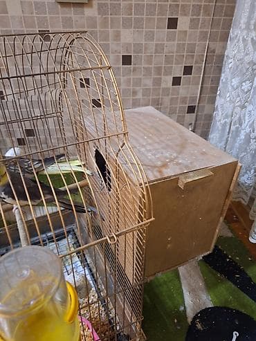 chappi it yemi: Nimfa (cockatiel) cütü və qəfəs dəsti - Növ: Nimfa (cockatiel) – sarı — 2