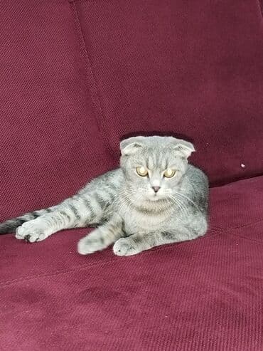 şirin pişik şekilleri: Şotland yastı qulaq — 1