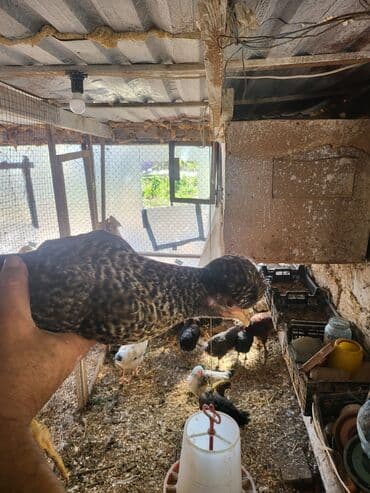 клетки для кур несушек купить в бишкеке: Kəkilli kənd fərələri 4 aylıq 10 ədəd 19 manatadi fərələr 12 manat — 4