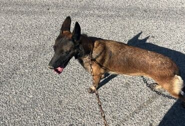 купить собаку малинуа: Belçika çoban iti, 1 il, Dişi, Peyvəndli — 2