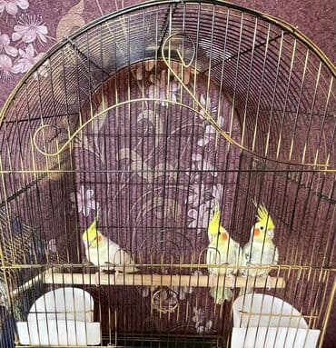 quş qəfəsi qiymətləri: Salamlar quşlar şatılir hamısı idyal vəziyyətdədirlər .vitaminləri35 — 2