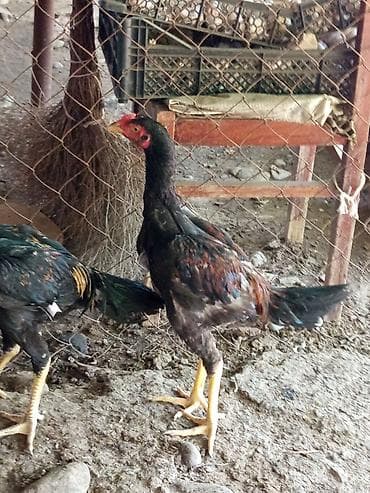 xoruz sekilleri: Salam aleykum gördüyünüz heyratı xoruzları satılır tam sağlam — 2