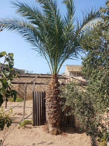 sekas palma: Bu Xurma ağacı qalın, lifli gövdəsi və uzun, yaşıl budaqları ilə — 1