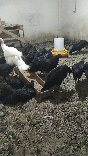 dağ toyuğu: Məhsul: Qara rəngli yumurta və ət istiqamətli toyuqlar (fermadan) — 1