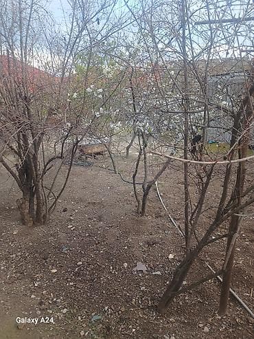 Torpaq sahələrinin satışı: 3 sot, Tikinti, Maklerlər narahat etməsin, Kupça (Çıxarış) — 2