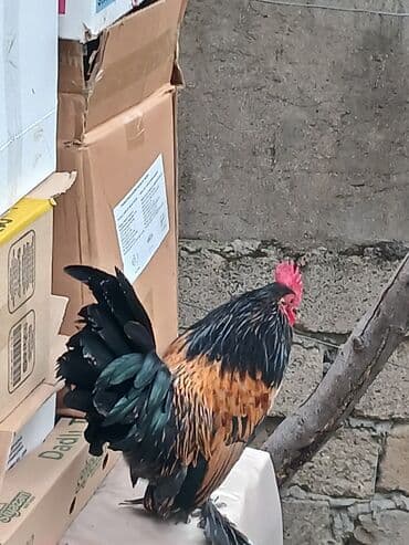 yasil bas ordek: Salam satilir riyal aliciya endirimde edecem 6 ayliqdir cidi wexsler — 1