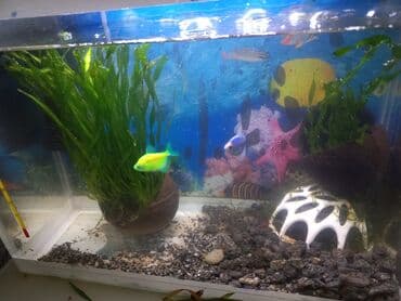 akvarium xırda balığı: Balaca akvarium satılır, 24lt Uzunluq 40sm Eni 20 sm Hündürlüyü 30 sm — 1